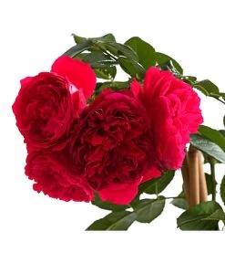 Kletterrosen 'Klettermaxe®' -Garten & Außenbereich 7801954 PR DE 002 KlettermaxeKordes5LiterKletterroseFlorentinaDehnerExpressHerzig