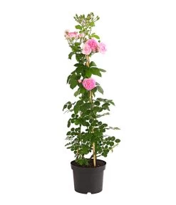 Kletterrosen 'Klettermaxe®' -Garten & Außenbereich 7801954 PR FS 001 KlettermaxeKordes5LiterKletterroseFlorentinaDehnerExpressHerzig