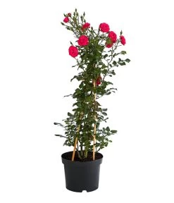 Kletterrosen 'Klettermaxe®' -Garten & Außenbereich 7801954 PR FS 001 KlettermaxeKordes5LiterKletterroseJasminaDehnerExpressHerzig