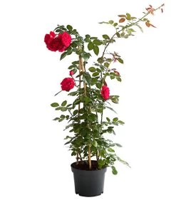 Kletterrosen 'Klettermaxe®' -Garten & Außenbereich 7801954 PR FS 002 KlettermaxeKordes5LiterKletterroseFlorentinaDehnerExpressHerzig