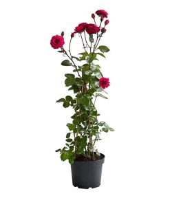 Kletterrosen 'Klettermaxe®' -Garten & Außenbereich 7801954 PR FS 002 KlettermaxeKordes5LiterKletterroseJasminaDehnerExpressHerzig