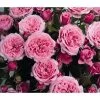 Zwergrose 'Pink Babyflor®'