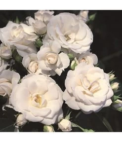 Rosen-Set Pflegeleicht, Rosa/weiß, 2-teilig -Garten & Außenbereich 7803026 WE DE 002 BodendeckerRoseAspirinTantauWeiss