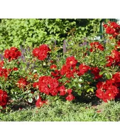 Rose 'Matador®', Stämmchen 5 Rose 'Matador®', Stämmchen -Garten & Außenbereich 7803067 WE DE 003 BodendeckerRoseMatadorTantauRotRet