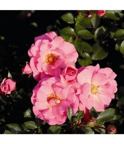 Rosen-Set Pflegeleicht, Rosa/weiß, 2-teilig -Garten & Außenbereich 7803091 WE DE 001 BodendeckerRoseMiratoTantauPink