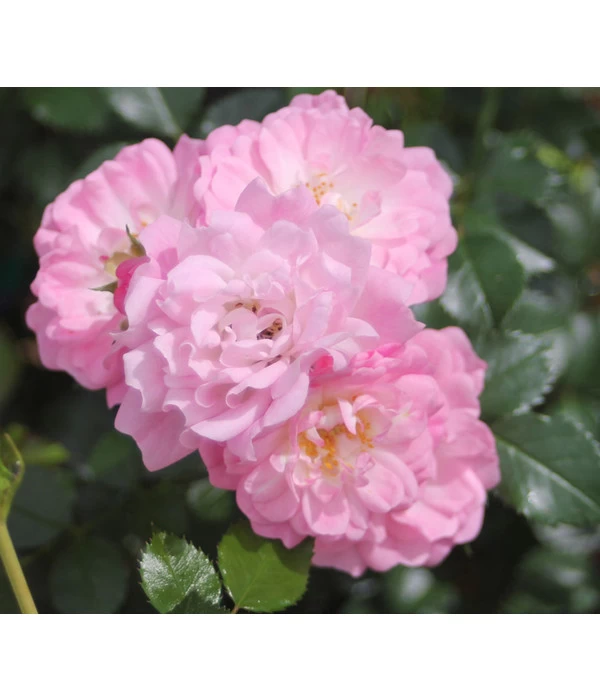 Bodendeckerrose 'Satina®' 1 Bodendeckerrose 'Satina®'