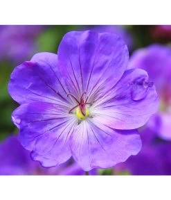 Storchschnabel 'Rozanne®'