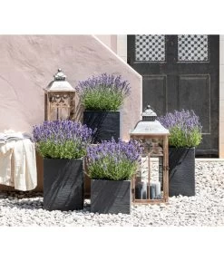 Duft-Lavendel 'Felice', 4er-Set -Garten & Außenbereich 7805773 WE MO 001 Lavendel