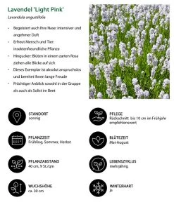 Lavendel-Set Lavendel-Vielfalt, 4-teilig -Garten & Außenbereich 7805781 WE IG 001 LavendelLightPinkAngustifoliaLightPinkLuckner