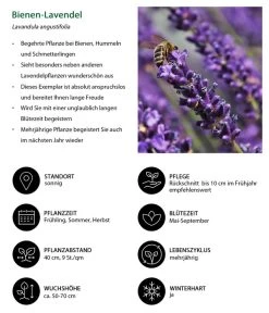 Dehners Bienen-Lavendel, 4er-Set -Garten & Außenbereich 7805799 WE IG 001 BienenLavendel 1