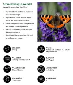 Schmetterlings-Lavendel 'Royal Blue', 4er-Set 5 Schmetterlings-Lavendel 'Royal Blue', 4er-Set -Garten & Außenbereich 7805807 WE IG 001 SchmetterlingsLavendel