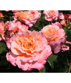 Rosen-Set Duftrosentraum, 3-teilig -Garten & Außenbereich 7814536 BildD 001 EdelroseAugustaLuiseAugusta