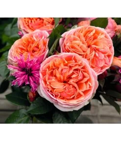 Edelrose 'Chippendale®' -Garten & Außenbereich 7830284 BildD 002 EdelroseChippendaleChippendale