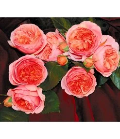 Edelrose 'Chippendale®'