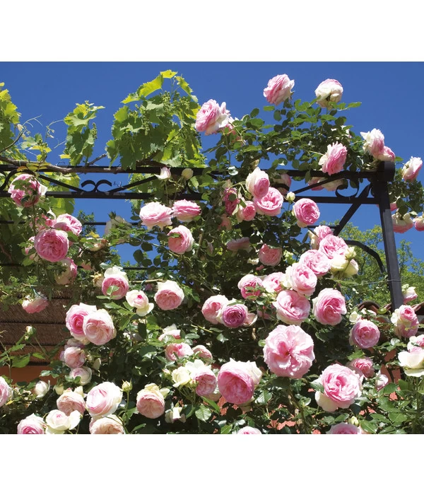 Kletterrose 'Eden Rose®' 2 Kletterrose 'Eden Rose®' – Bild 2