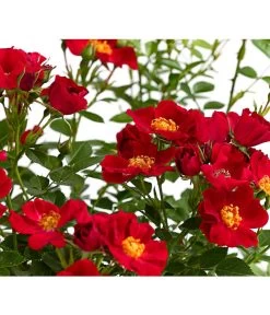 Beetrose 'Flower Rain®' -Garten & Außenbereich 7927106 PR DE 001 BeetrosenTantauFlowerrain4LiterBienenweideRotDehnerExpressHerzig