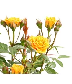 Beetrose 'Flower Rain®' -Garten & Außenbereich 7927106 PR DE 001 BeetrosenTantauFlowerrain4LiterClementineDehnerExpressHerzig