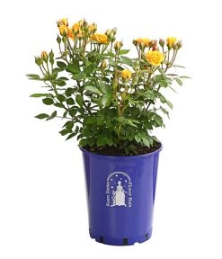 Beetrose 'Flower Rain®' -Garten & Außenbereich 7927106 PR FS 001 BeetrosenTantauFlowerrain4LiterClementineDehnerExpressHerzig