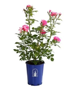 Beetrose 'Flower Rain®' -Garten & Außenbereich 7927106 PR FS 001 BeetrosenTantauFlowerrain4LiterCountryGirlDehnerExpressHerzig