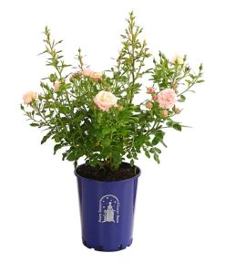 Beetrose 'Flower Rain®' -Garten & Außenbereich 7927106 PR FS 001 BeetrosenTantauFlowerrain4LiterPeachClementineDehnerExpressHerzig