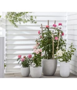 Beetrose 'Flower Rain®' -Garten & Außenbereich 7927106 WE MO 001 BeetrosenTantauFlowerrain