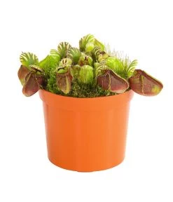 Zwergkrug - Cephalotus Follicularis