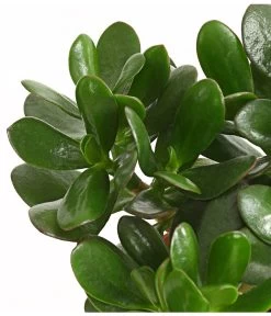 Geldbaum - Crassula Ovata 5 Geldbaum - Crassula Ovata -Garten & Außenbereich 7976277 WE DE 001 GeldbaumCrassulaPortulaceaT12DehnerExpressHerzig