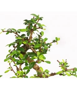 Bonsai Fukientee - Carmona Microphylla, 6 Jahre -Garten & Außenbereich 7977028 WE DE 001 BonsaiFukienteeCarmonaMicrophylla6JahreDehnerExpressHerzig
