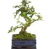 Bonsai Fukientee - Carmona Microphylla, 6 Jahre