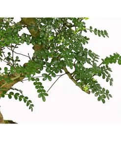 Bonsai Szechuan-Pfeffer - Zanthoxylum Piperitum, 10 Jahre -Garten & Außenbereich 7977044 WE DE 001 BonsaiSzechuanPfefferZanthoxylumPiperitum10JahreDehnerExpressHerzig