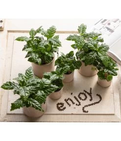 Kaffeepflanze - Coffea Arabica -Garten & Außenbereich 7977911 WE MO 001 CoffeaArabicaT5 5 GC14 2022