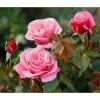 Nostalgie®-Edelrose 'Wildberry®'