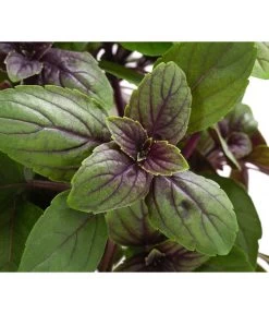 Dehner Gourmet Garten Strauchbasilikum 'Magic Blue' -Garten & Außenbereich 8001869 WE DE 001 GourmetGartenBasilikumMagicBlue