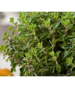 Bio Oregano 7 Bio Oregano -Garten & Außenbereich 8002081 WE DE 001 BioOreganoBioOreganum