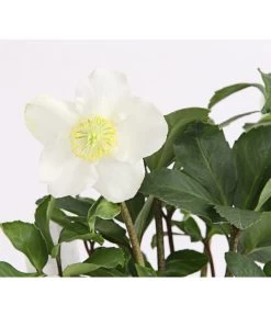 Christrose In Korb -Garten & Außenbereich 8014870 WE DE 004 HelleborusNigerT12ChristroseDehnerExpressHerzig