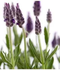 Schopf-Lavendel 17 Schopf-Lavendel -Garten & Außenbereich 8017014 WE DE 001 LavendelSchopflavendelLavandulaStoechasT13DehnerExpressZS