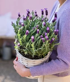 Schopf-Lavendel 15 Schopf-Lavendel -Garten & Außenbereich 8017014 WE MO 001 LavendelKorb