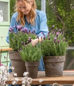 Schopf-Lavendel 14 Schopf-Lavendel -Garten & Außenbereich 8017014 WE MO 001 SchopfLavendelStoechas