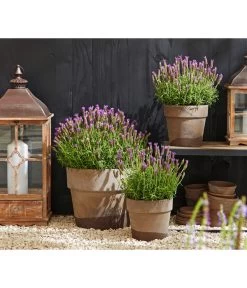 Schopf-Lavendel 12 Schopf-Lavendel -Garten & Außenbereich 8017014 WE MO 001 Schopflavendel