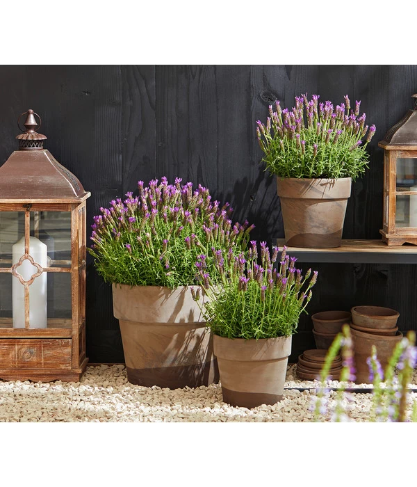 Schopf-Lavendel 4 Schopf-Lavendel – Bild 4