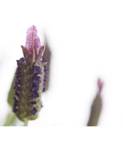 Schopf-Lavendel 16 Schopf-Lavendel -Garten & Außenbereich 8017089 PR DE 001 LavendelStoechasLavandulaStoechasT18DehnerExpressHerzig
