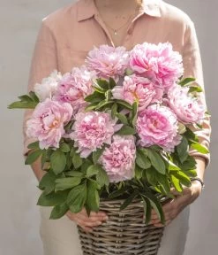 Edel-Pfingstrose, Verschiedene Sorten -Garten & Außenbereich 8037806 PR MO 02 PaeoniaRosaSarahBernardPfingstrosen GC07 2020 01