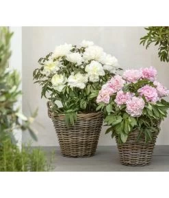 Edel-Pfingstrose, Verschiedene Sorten -Garten & Außenbereich 8037863 PR MO 01 Paeonia