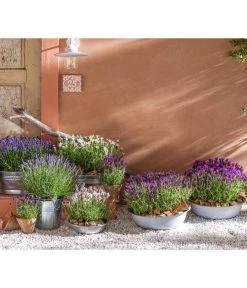 Lavendel-Set Lavendel-Vielfalt, 4-teilig -Garten & Außenbereich 8042962 WE MO 001 LavendelLavendula 1