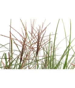 Chinaschilf 'Ferner Osten' In Pflanztasche, Ca. B100 Cm -Garten & Außenbereich 8050270 WE DE 001 BigBagSichtschutzChinaschilfKleineSilberspinne