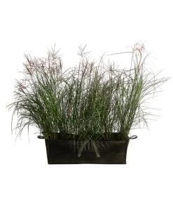 Chinaschilf 'Ferner Osten' In Pflanztasche, Ca. B100 Cm