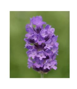 Lavendel 'No. 9' -Garten & Außenbereich 8094070 PR DE 001 DownderryNo9Helix