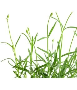 Lavendel 'No. 9' -Garten & Außenbereich 8094070 WE DE 001 LavandulaAngustifoliaNO9LavendelT13