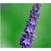 Lavendel 'Olympia'