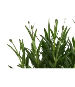 Lavendel 'Royal Blue' -Garten & Außenbereich 8097545 WE DE 001 LavendelRoyalBlue1L